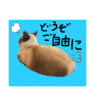 リアル猫ミニ♀（個別スタンプ：16）