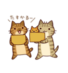 キジネコーズ（個別スタンプ：30）