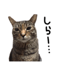 横山家のお猫様6（スーパー猫の日猫部募金（個別スタンプ：5）