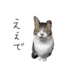 横山家のお猫様6（スーパー猫の日猫部募金（個別スタンプ：7）