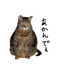 横山家のお猫様6（スーパー猫の日猫部募金（個別スタンプ：8）