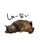 横山家のお猫様6（スーパー猫の日猫部募金（個別スタンプ：9）
