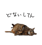 横山家のお猫様6（スーパー猫の日猫部募金（個別スタンプ：10）