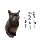 横山家のお猫様6（スーパー猫の日猫部募金（個別スタンプ：11）