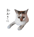 横山家のお猫様6（スーパー猫の日猫部募金（個別スタンプ：13）