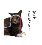 横山家のお猫様6（スーパー猫の日猫部募金（個別スタンプ：19）