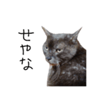 横山家のお猫様6（スーパー猫の日猫部募金（個別スタンプ：20）
