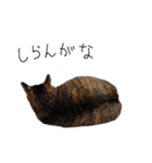 横山家のお猫様6（スーパー猫の日猫部募金（個別スタンプ：23）