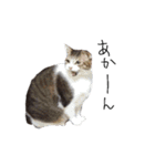 横山家のお猫様6（スーパー猫の日猫部募金（個別スタンプ：25）