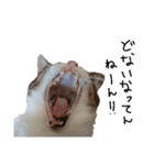 横山家のお猫様6（スーパー猫の日猫部募金（個別スタンプ：26）