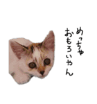 横山家のお猫様6（スーパー猫の日猫部募金（個別スタンプ：27）