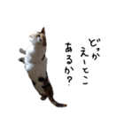 横山家のお猫様6（スーパー猫の日猫部募金（個別スタンプ：30）