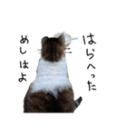 横山家のお猫様6（スーパー猫の日猫部募金（個別スタンプ：33）