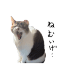 横山家のお猫様6（スーパー猫の日猫部募金（個別スタンプ：34）