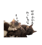横山家のお猫様6（スーパー猫の日猫部募金（個別スタンプ：36）