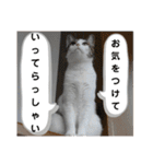 きらら嬢の日常スタンプ（個別スタンプ：5）