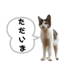 きらら嬢の日常スタンプ（個別スタンプ：7）
