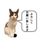 きらら嬢の日常スタンプ（個別スタンプ：11）