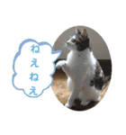きらら嬢の日常スタンプ（個別スタンプ：21）