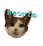 きらら嬢の日常スタンプ（個別スタンプ：25）