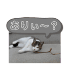 きらら嬢の日常スタンプ（個別スタンプ：27）