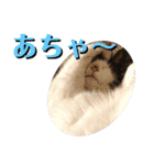 きらら嬢の日常スタンプ（個別スタンプ：29）