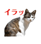 きらら嬢の日常スタンプ（個別スタンプ：31）
