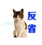 きらら嬢の日常スタンプ（個別スタンプ：33）