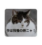 きらら嬢の日常スタンプ（個別スタンプ：34）