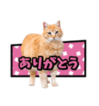 アメコミ風♪かわいい猫の写真スタンプ（個別スタンプ：4）