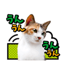 アメコミ風♪かわいい猫の写真スタンプ（個別スタンプ：5）