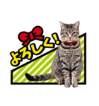 アメコミ風♪かわいい猫の写真スタンプ（個別スタンプ：27）