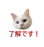 ぽんたくんとふーちゃんねる 猫の日常会話1（個別スタンプ：1）