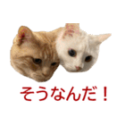 ぽんたくんとふーちゃんねる 猫の日常会話1（個別スタンプ：2）