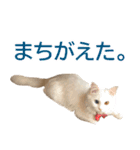 ぽんたくんとふーちゃんねる 猫の日常会話1（個別スタンプ：4）