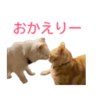 ぽんたくんとふーちゃんねる 猫の日常会話1（個別スタンプ：6）