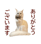 ぽんたくんとふーちゃんねる 猫の日常会話1（個別スタンプ：9）