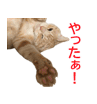 ぽんたくんとふーちゃんねる 猫の日常会話1（個別スタンプ：10）