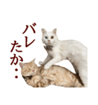 ぽんたくんとふーちゃんねる 猫の日常会話1（個別スタンプ：12）