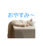 ぽんたくんとふーちゃんねる 猫の日常会話1（個別スタンプ：13）