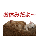 ぽんたくんとふーちゃんねる 猫の日常会話1（個別スタンプ：14）