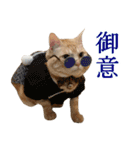 ぽんたくんとふーちゃんねる 猫の日常会話1（個別スタンプ：15）