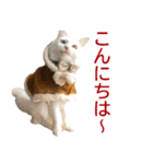 ぽんたくんとふーちゃんねる 猫の日常会話1（個別スタンプ：16）