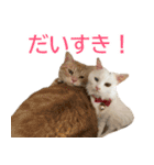 ぽんたくんとふーちゃんねる 猫の日常会話1（個別スタンプ：17）
