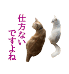 ぽんたくんとふーちゃんねる 猫の日常会話1（個別スタンプ：18）