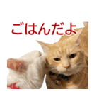 ぽんたくんとふーちゃんねる 猫の日常会話1（個別スタンプ：19）