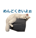 ぽんたくんとふーちゃんねる 猫の日常会話1（個別スタンプ：20）