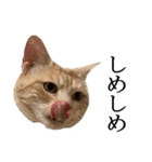 ぽんたくんとふーちゃんねる 猫の日常会話1（個別スタンプ：21）