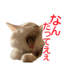ぽんたくんとふーちゃんねる 猫の日常会話1（個別スタンプ：22）