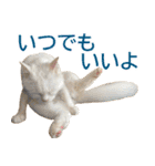 ぽんたくんとふーちゃんねる 猫の日常会話1（個別スタンプ：23）